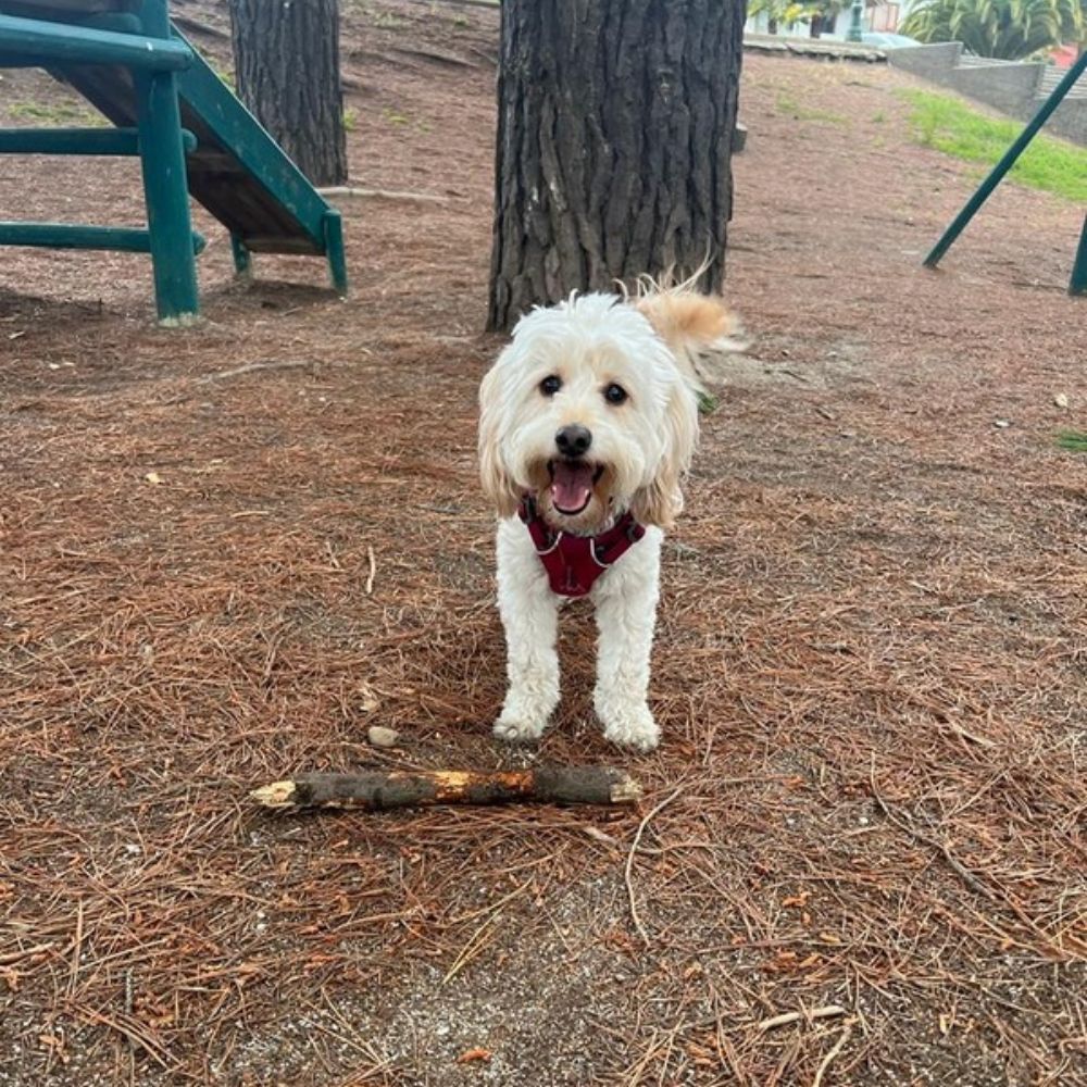 ¡Haz clic! Maple, la perrita del estudio